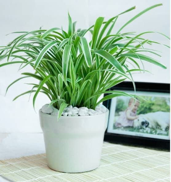 cây trồng trong nhà vệ sinh 8 cây trồng trong nhà vệ sinh 8
