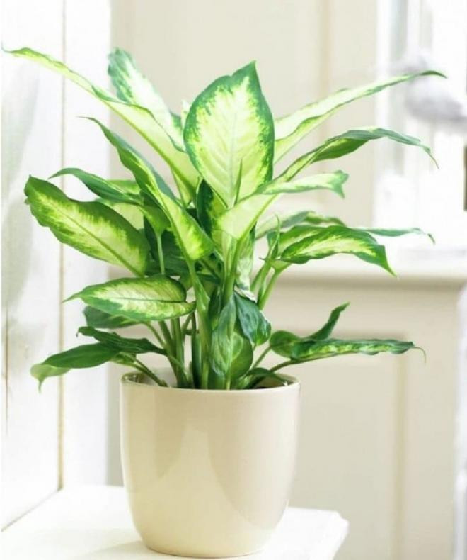 cây trồng trong nhà vệ sinh 0 cây trồng trong nhà vệ sinh 0