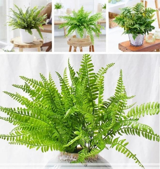 cây trồng trong nhà vệ sinh 1 cây trồng trong nhà vệ sinh 1