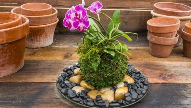 cây trồng trong nhà vệ sinh 3 cây trồng trong nhà vệ sinh 3