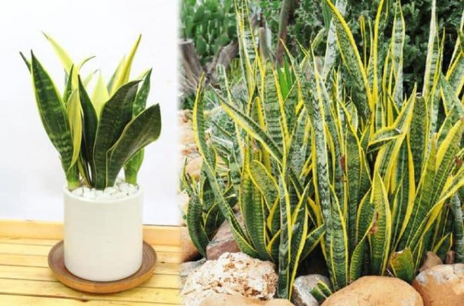 cây trồng trong nhà vệ sinh 6 cây trồng trong nhà vệ sinh 6