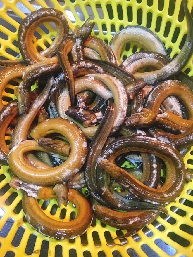 cháo lươn 1