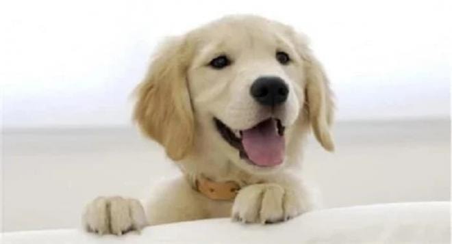người xưa làm gì nếu bị chó cắn 0 người xưa làm gì nếu bị chó cắn 0