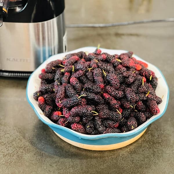 nước dâu tằm ngâm  2