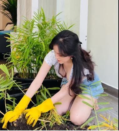 Bà tưng thu hoạch gừng  0