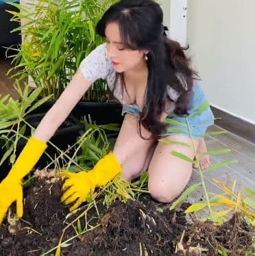 Bà tưng thu hoạch gừng  3