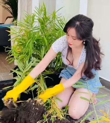 Bà tưng thu hoạch gừng  4