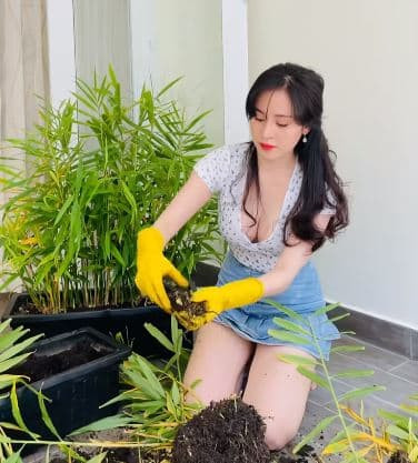 Bà tưng thu hoạch gừng  2