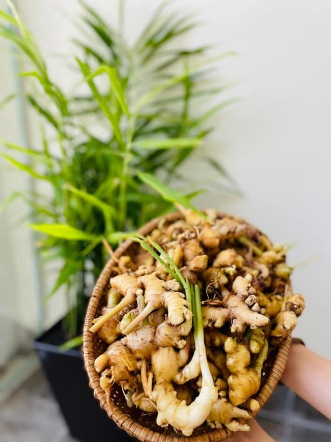Bà tưng thu hoạch gừng  1