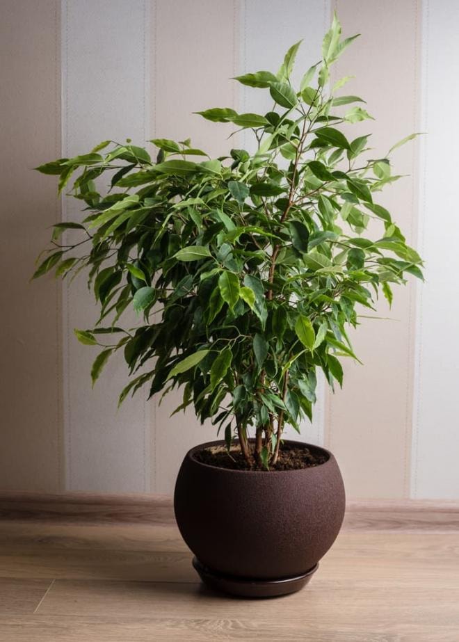 cây trồng phổ biến  3