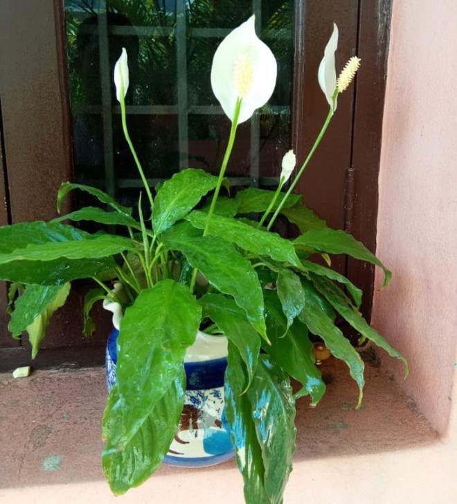 cây trồng phổ biến  4