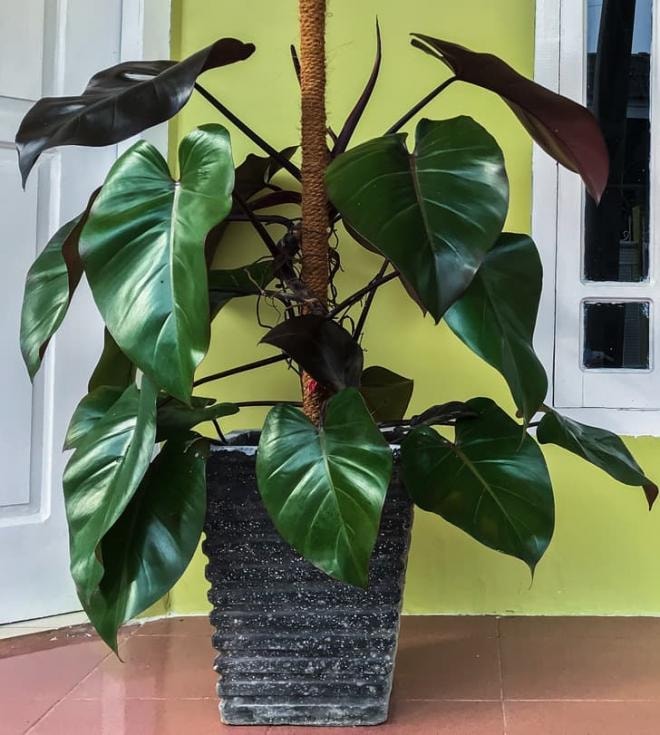 cây trồng phổ biến  0
