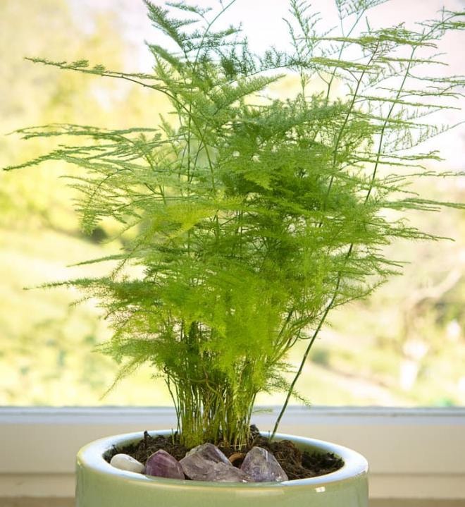 cây trồng phổ biến  1