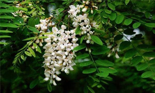 3-nhung-loai-cay-khong-duoc-chat-ngoisaovn-w600-h362 6 3-nhung-loai-cay-khong-duoc-chat-ngoisaovn-w600-h362 6
