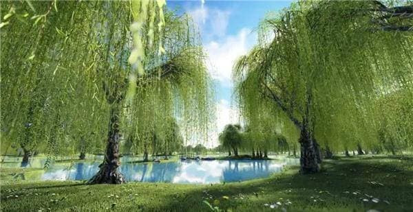 9-nhung-loai-cay-khong-duoc-chat-ngoisaovn-w600-h309 1 9-nhung-loai-cay-khong-duoc-chat-ngoisaovn-w600-h309 1