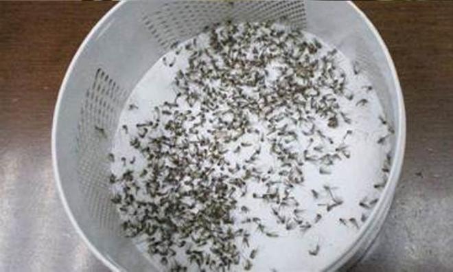 duoi-muoi (1).jpeg 1