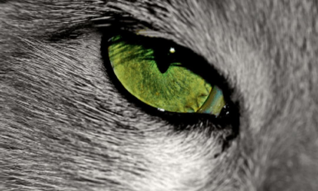 Mắt mèo phát sáng trong bóng tối có mối liên hệ gì với hoạt động săn mồi của chúng?
