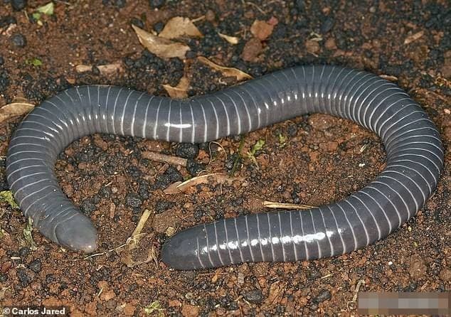 caecilian (1).jpg 0