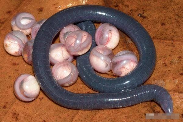 caecilian (1).jpg 2
