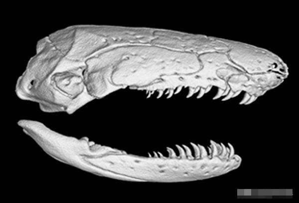 caecilian (1).jpg 3
