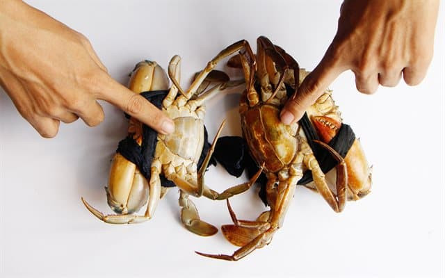cách chọn cua  0