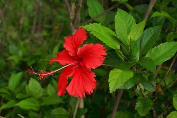 hoa dâm bụt, cây có hại, cây phong thuỷ