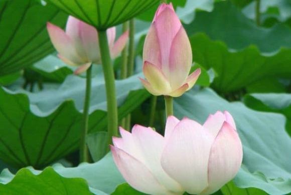 tình thân, cha mẹ, anh em, ứng xử, người thân