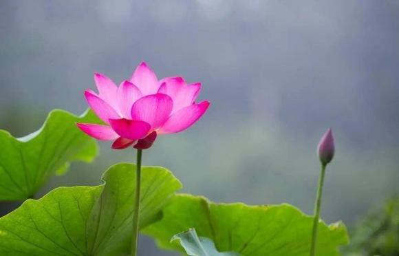 tình thân, cha mẹ, anh em, ứng xử, người thân