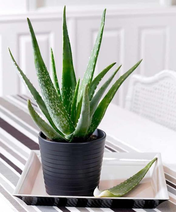cây trồng, cây trồng trong nhà, kiến thức 