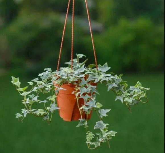 cây trồng, cây trồng trong nhà, kiến thức 