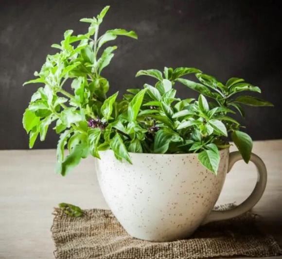 cây trồng, cây trồng trong nhà, kiến thức 