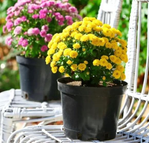 cây trồng, cây trồng trong nhà, kiến thức 