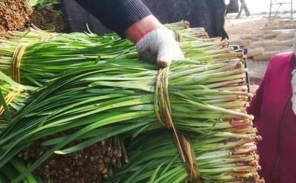 tỏi tây, cách chọn tỏi tây, mẹo vặt gia đình