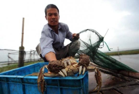 hấp cua, món ngon mỗi ngày, lưu ý khi hấp cua