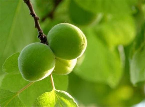 bà lão 135 tuổi ở Tân Cương, người sống thọ, bí quyết sống thọ