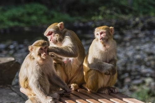 tử vi, con giáp, gia đình tài giỏi