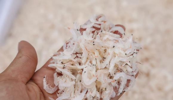 tép khô, mẹo chọn mua tép khô, tép khô nên mua màu vàng hay màu trắng