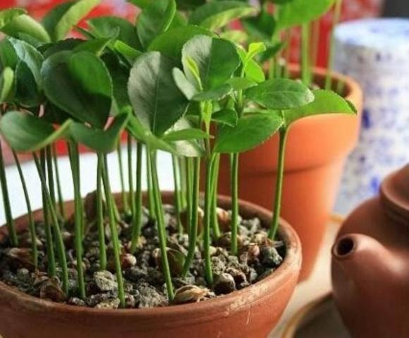 chậy cây, cây cảnh, ươm hạt giống