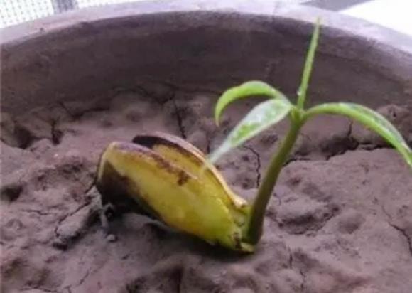 chậy cây, cây cảnh, ươm hạt giống