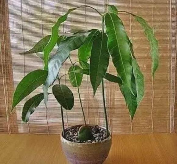 chậy cây, cây cảnh, ươm hạt giống