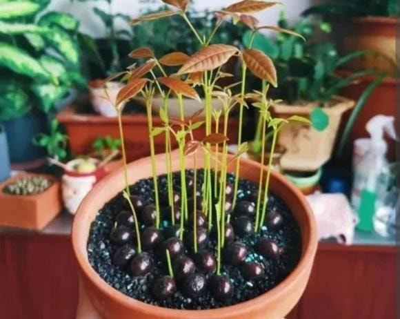 chậy cây, cây cảnh, ươm hạt giống