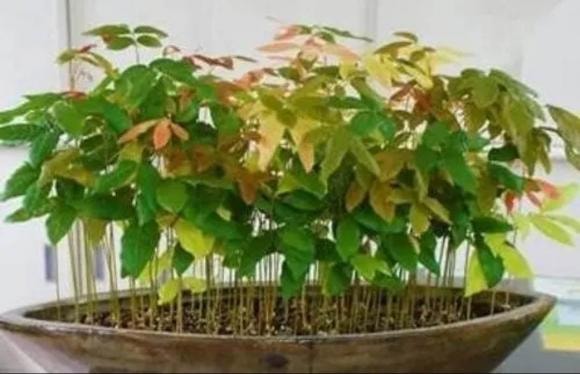 chậy cây, cây cảnh, ươm hạt giống