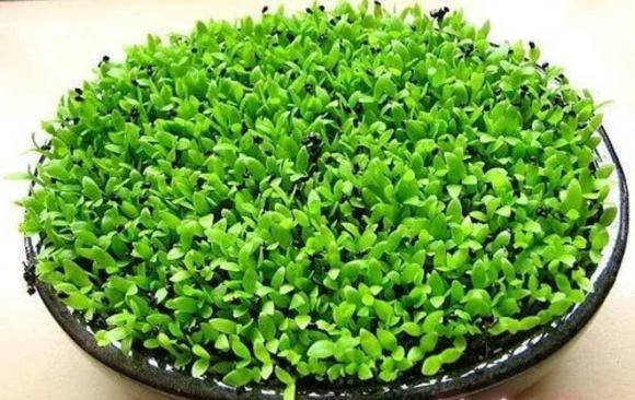 chậy cây, cây cảnh, ươm hạt giống