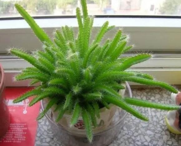 chậy cây, cây cảnh, ươm hạt giống