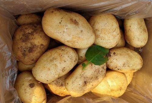 cách bảo quản khoai tây, khoai tây, bảo quản khoai tây đúng cách