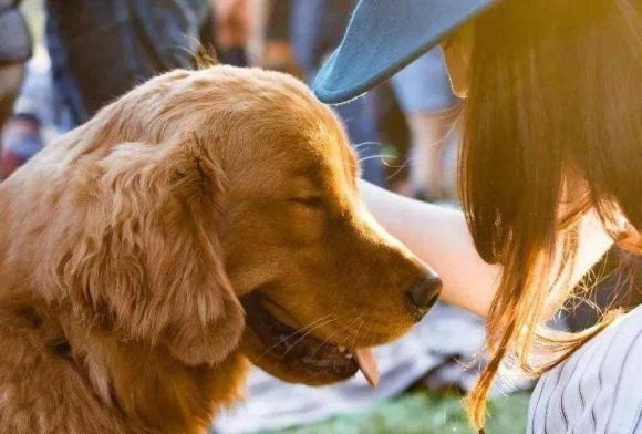 thông tin thú vị, tại sao chó đực lại thích cô chủ, chó thích chủ là nữ hơn