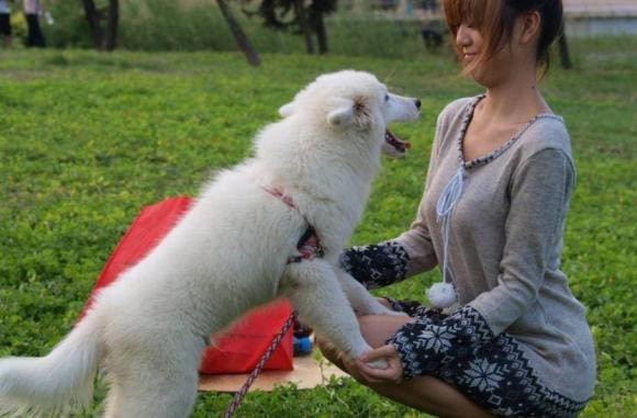 thông tin thú vị, tại sao chó đực lại thích cô chủ, chó thích chủ là nữ hơn