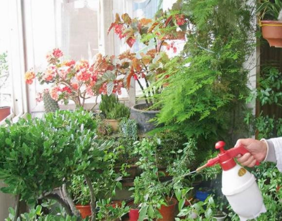 tưới cây, trồng cây, chăm sóc cây, nước tưới cây