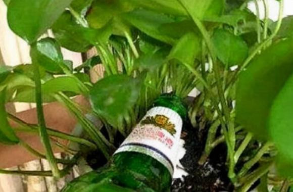 tưới cây, trồng cây, chăm sóc cây, nước tưới cây