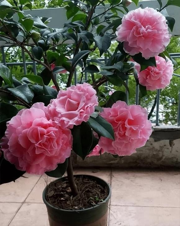 hoa trà, cách trồng hoa trà, cách trồng hoa trà mùa hè
